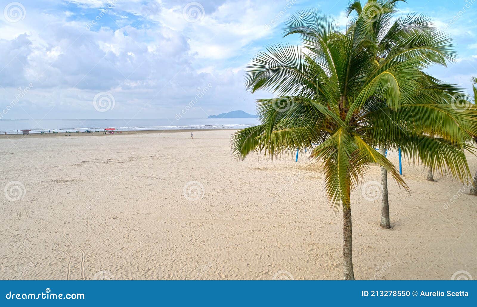 palm tree on the beach of santos city