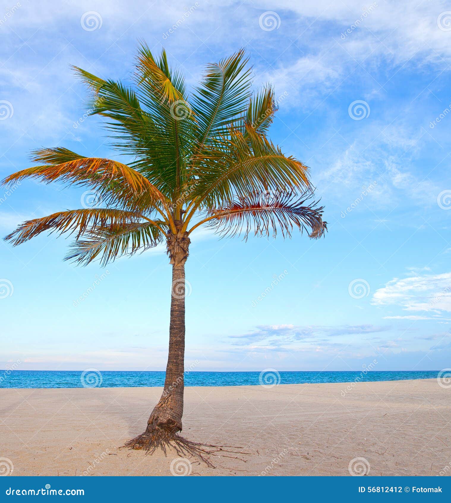 Palms at Miami Beach, Florida Stock Photo - Image of palms, summer