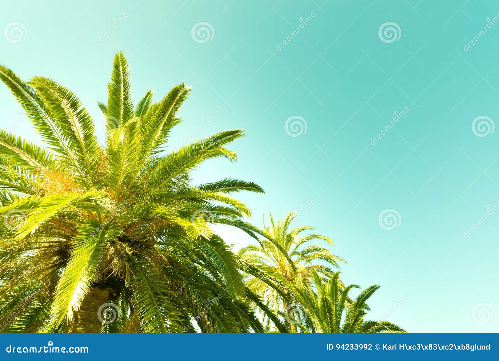 Palm Tree with Blue Green Background Stock Photo Image of nature