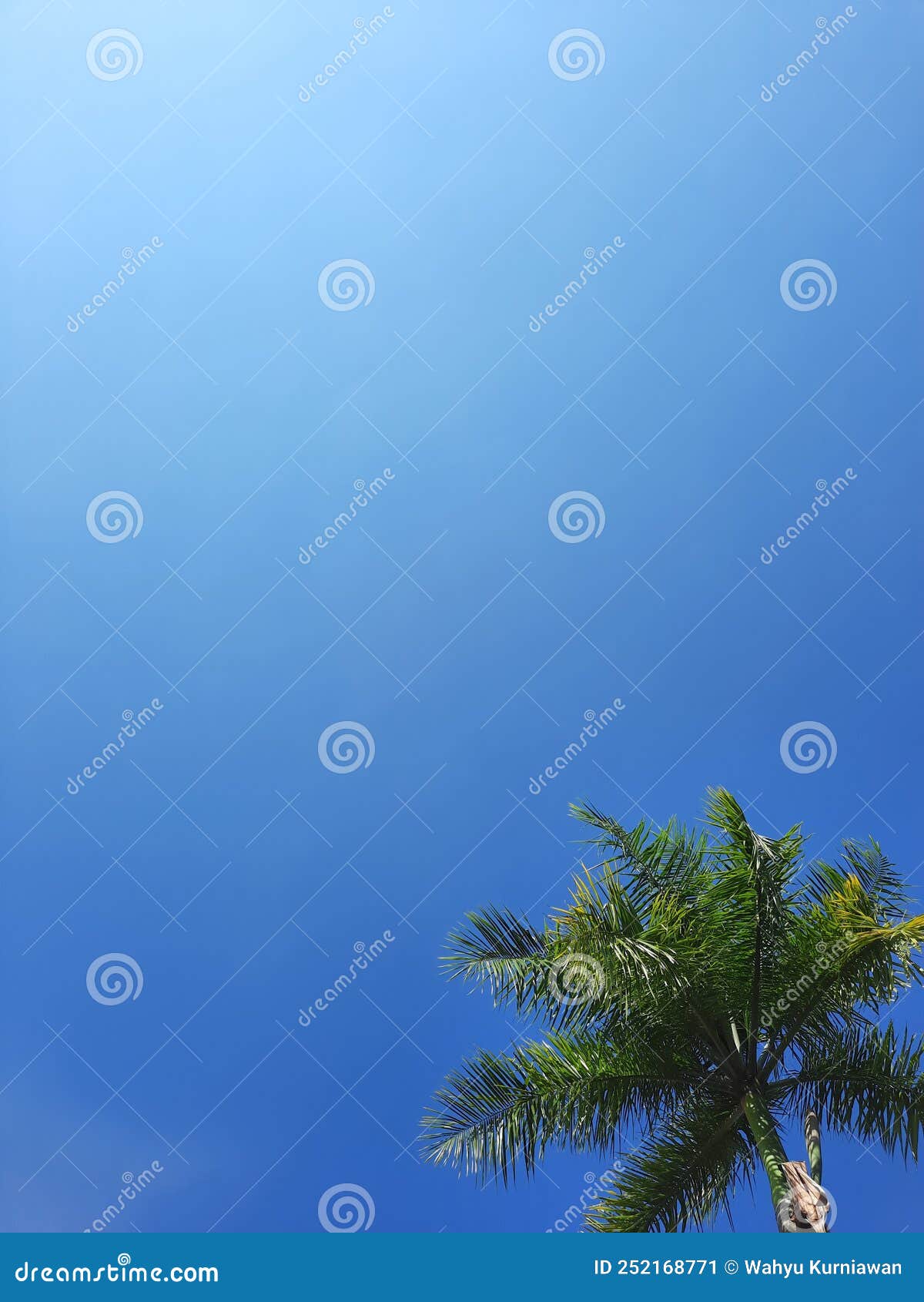 palm tree with bright blue sky gradation background