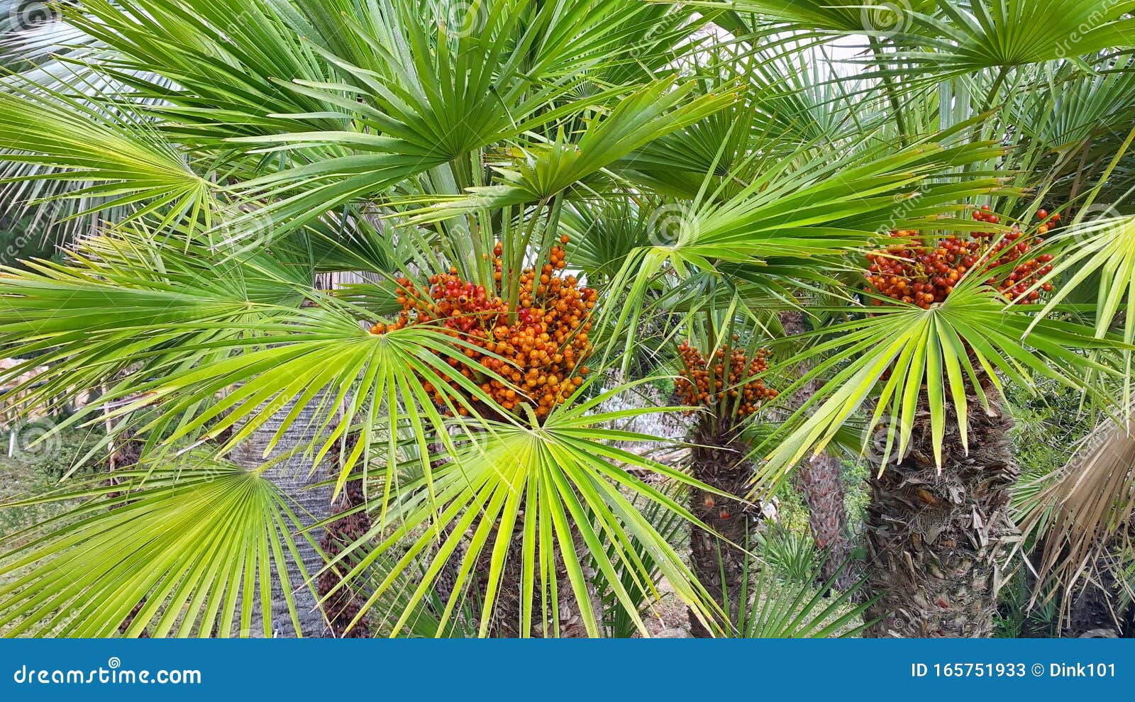 Palm Tree with Bright Orange Fruits Stock Image Image of nature