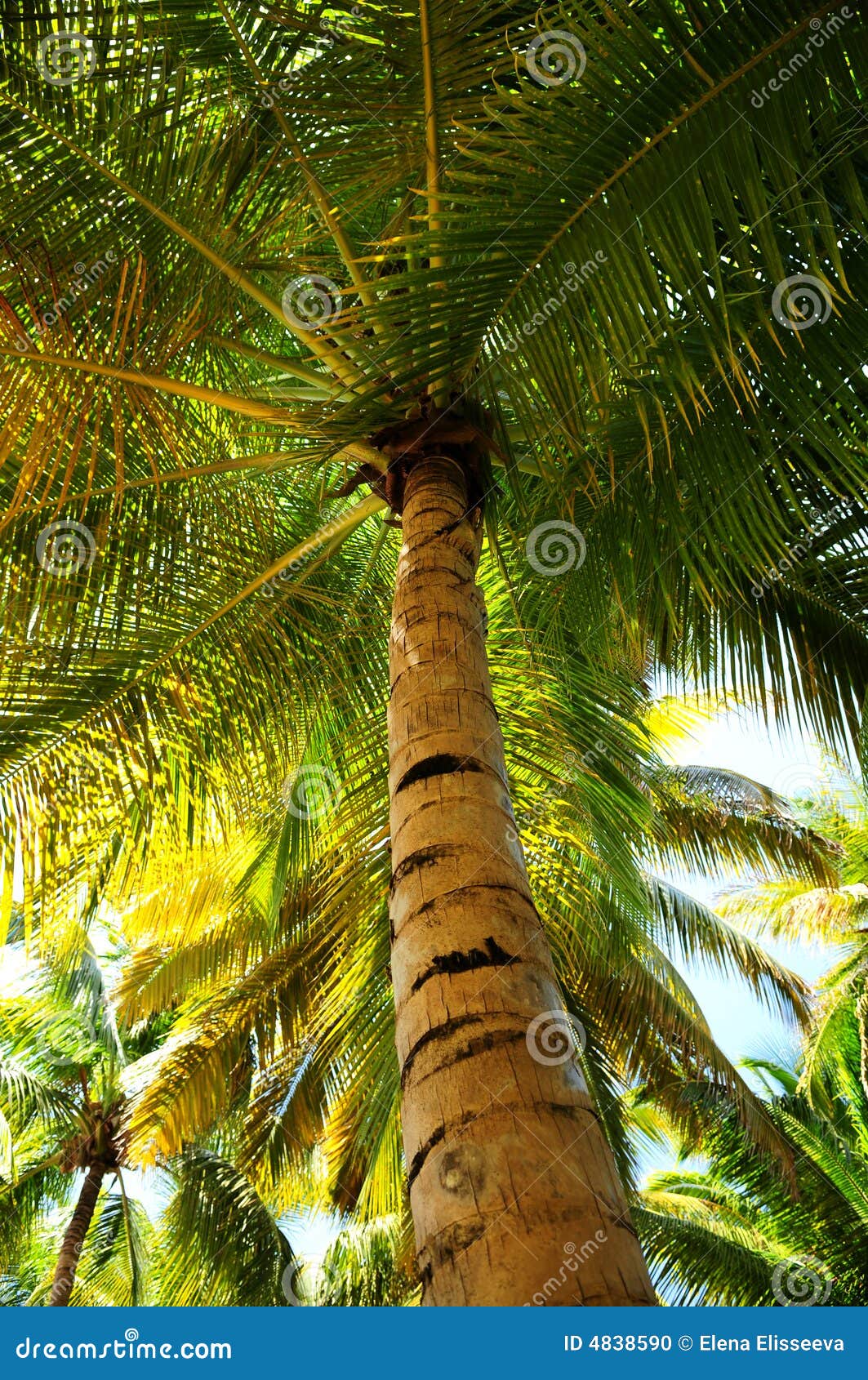 Palm Tree Canopies in Tropical Forest Stock Photo - Image of green ...