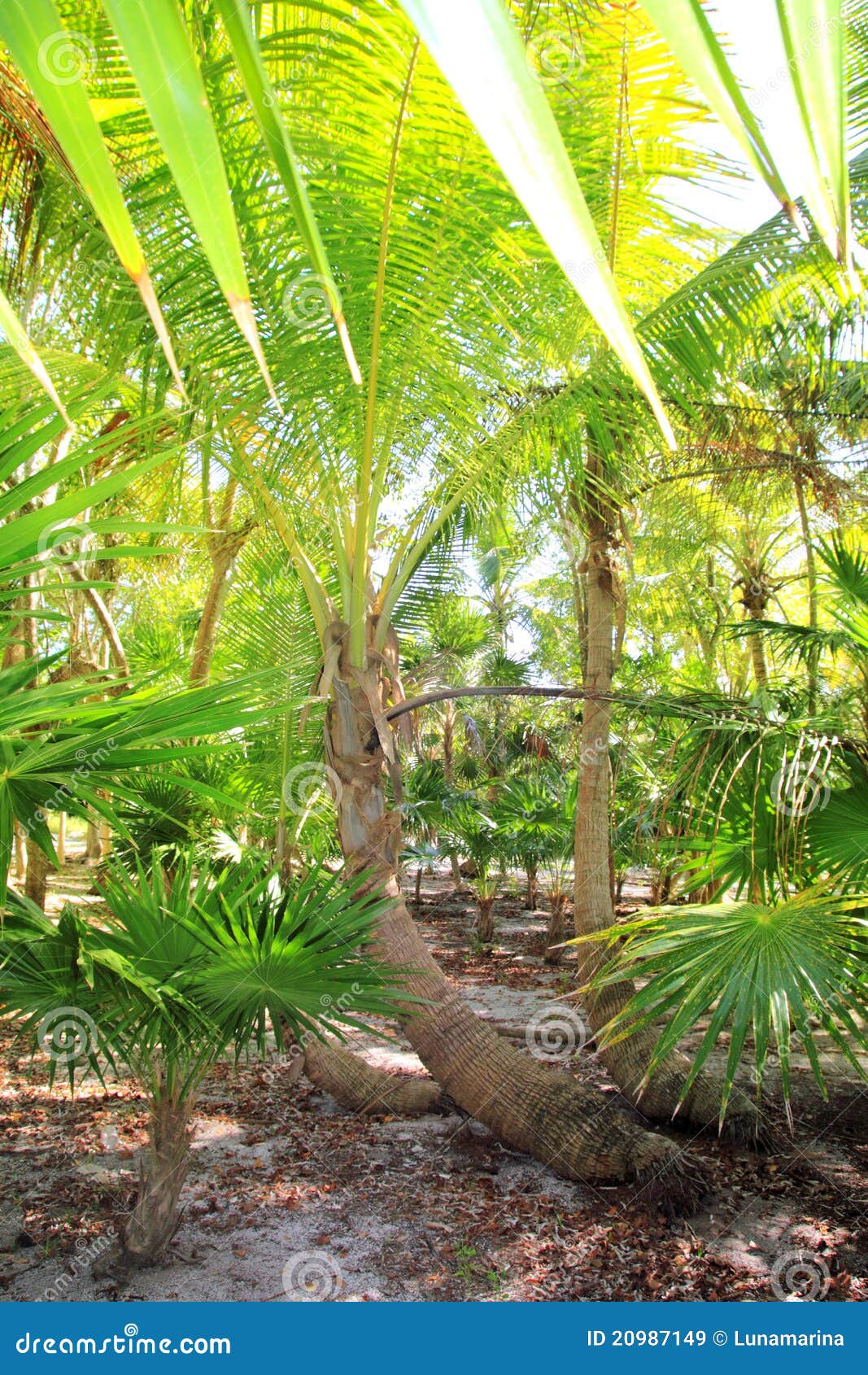 palm tree and chit jungle on caribbean beach area