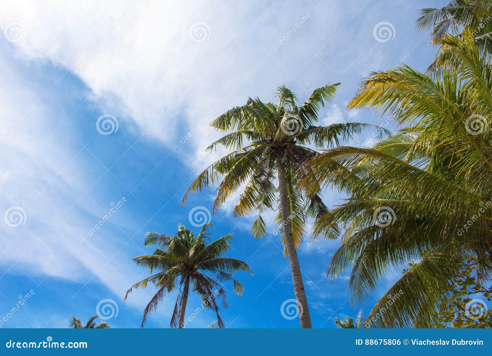 Palm Tree and Cloudy Sky Tropical Island Photo. Sunny Exotic Summer ...