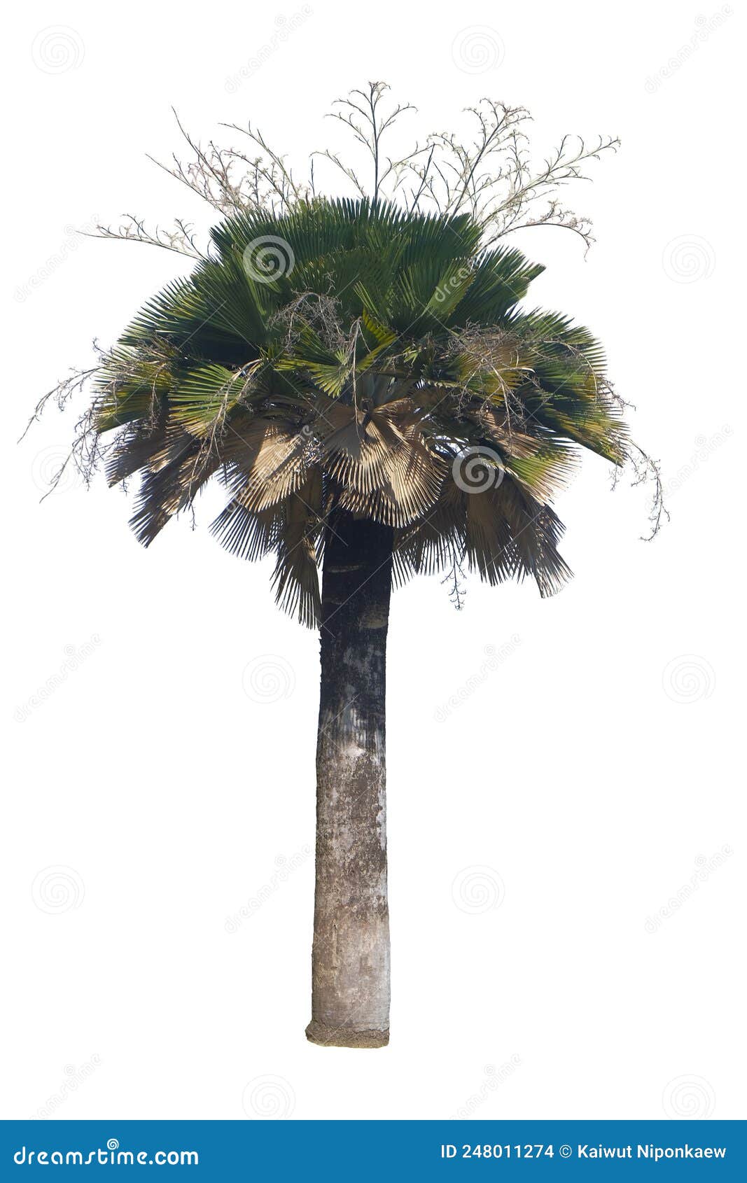 Palm Tree Copernicia Baileyana Stock Photo - Image of bright ...