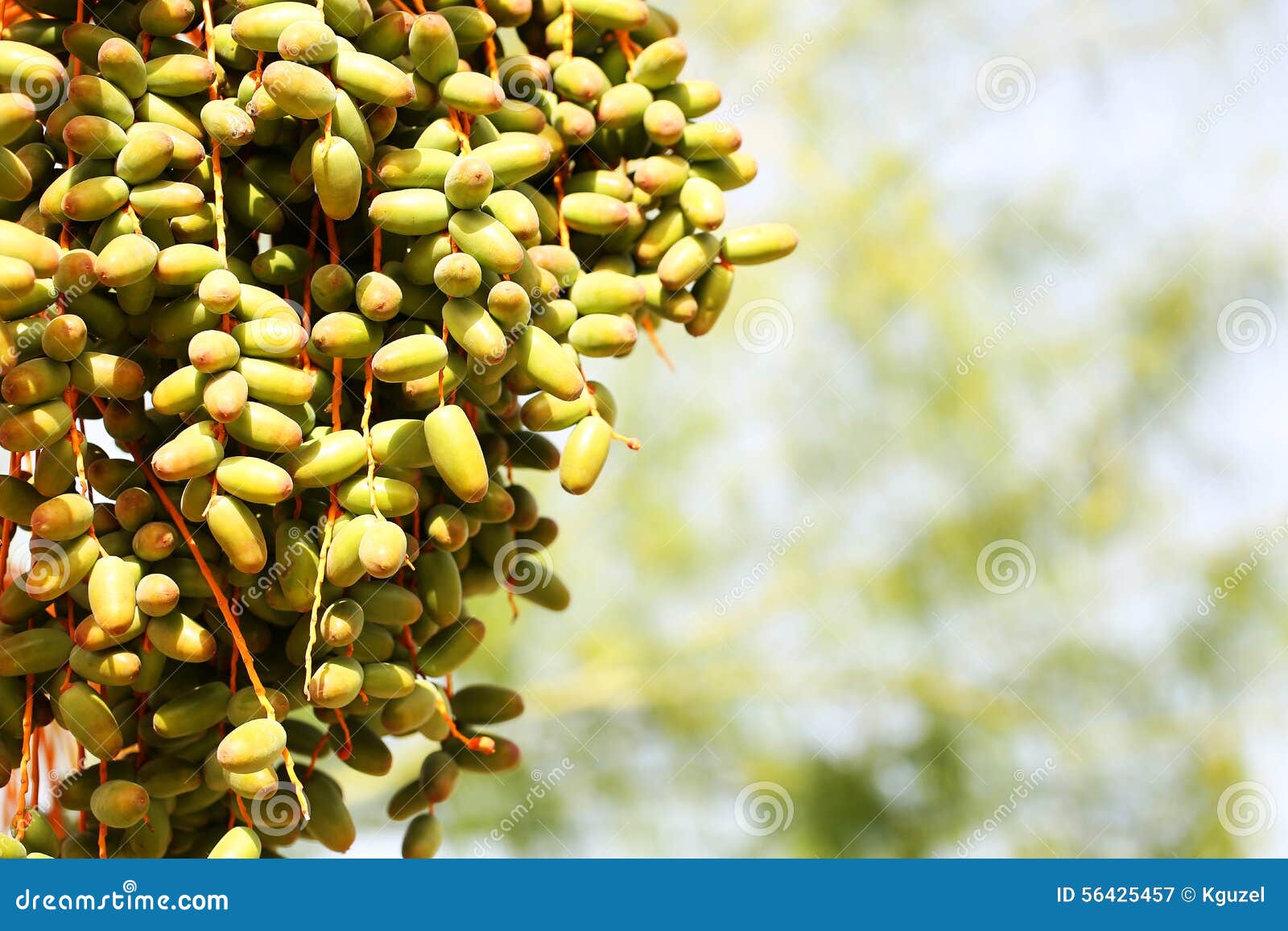 Date Fruits In Package. Agricultural Date Palm Trees Plantation Shown