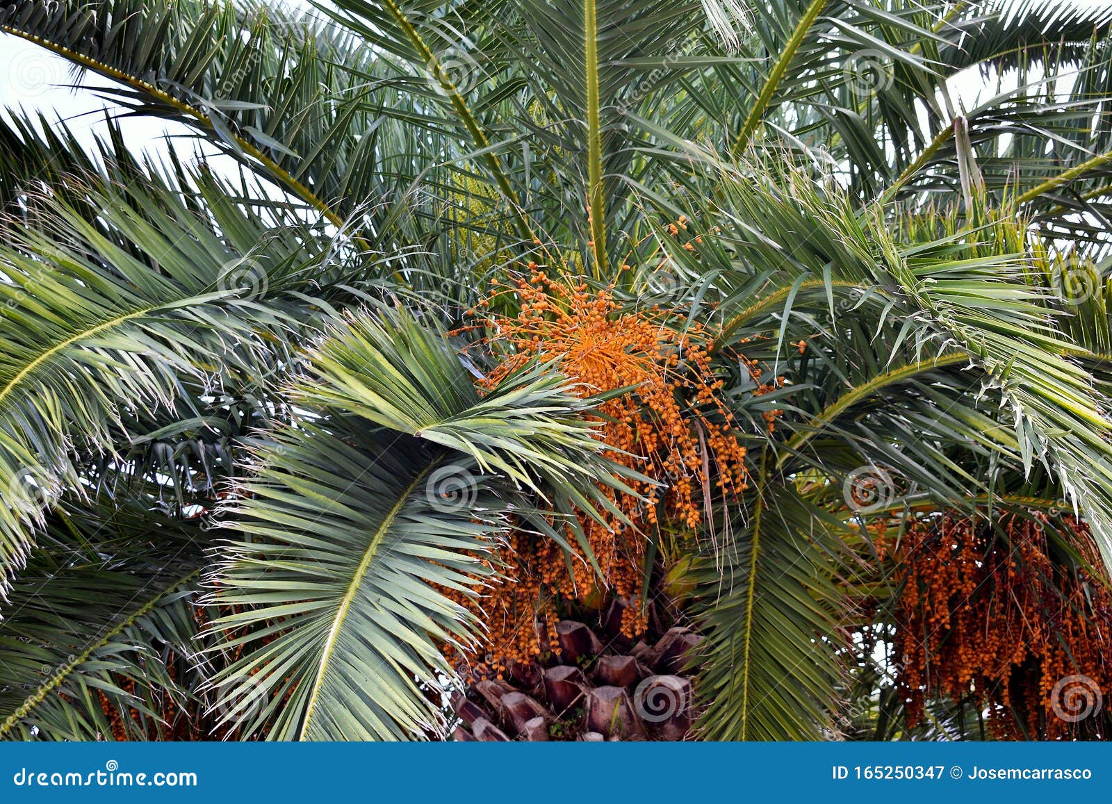 palm tree with dates on the beach of covas in viveiro, lugo, galicia. spain.