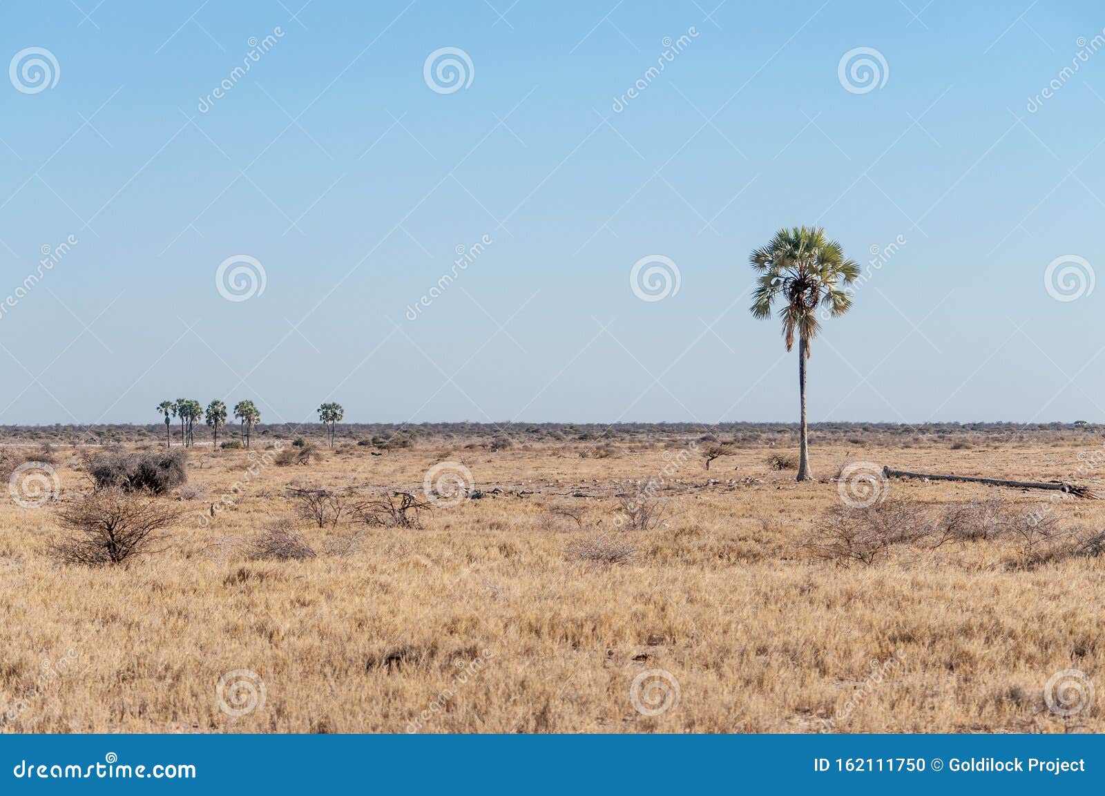 palm tree in the desert