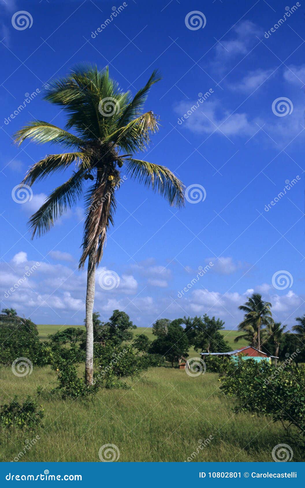 Palm Tree in Dominican Republic Countryside Stock Image Image of blue