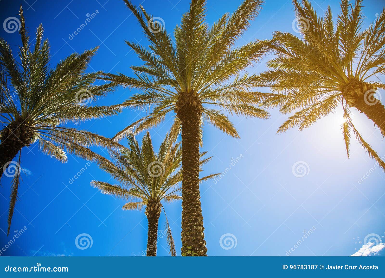 palm tree in florida