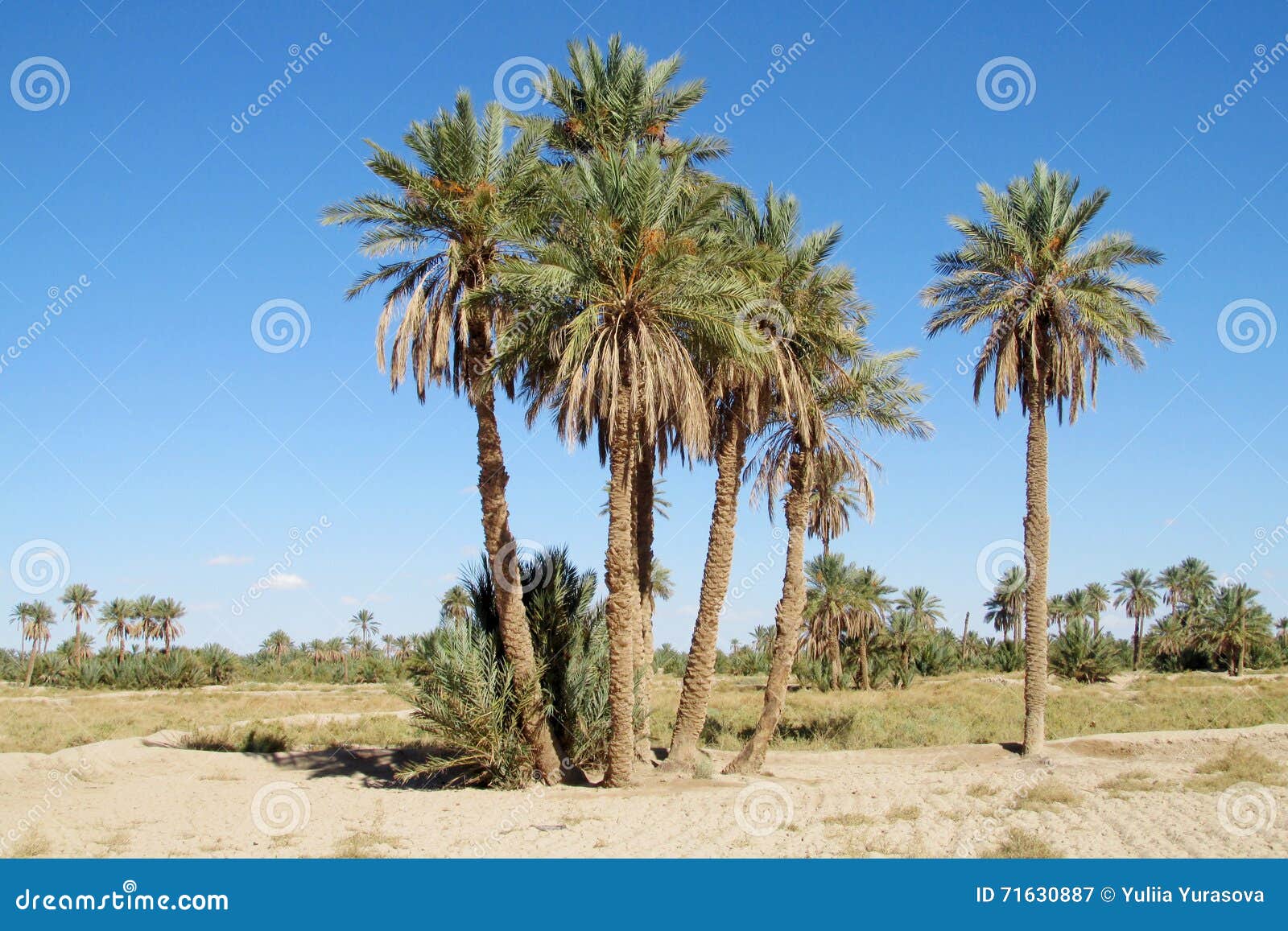 Desert 10x15 FT Photo Backdrops,Majestic Sky View Palm Trees and Cactus in Oasis Morocco Tropic Nature Background for Child Baby Shower Photo Vinyl Studio Prop Photobooth Photoshoot Desert 10x15 FT Photo Backdrops,Majestic Sky View Palm Trees and Cactus in Oasis Morocco Tropic Nature Background for Child Baby Shower Photo Vinyl Studio Prop Photobooth Photoshoot