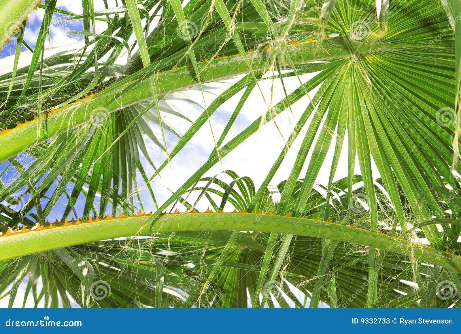 palm tree fronds