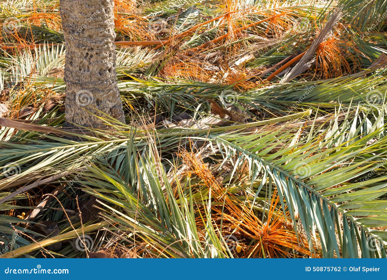 Palm tree fronds stock photo. Image of trees, fronds 50875762