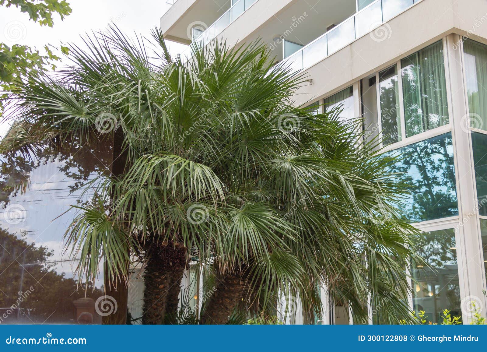 palm tree in front of a modern office building with large windows