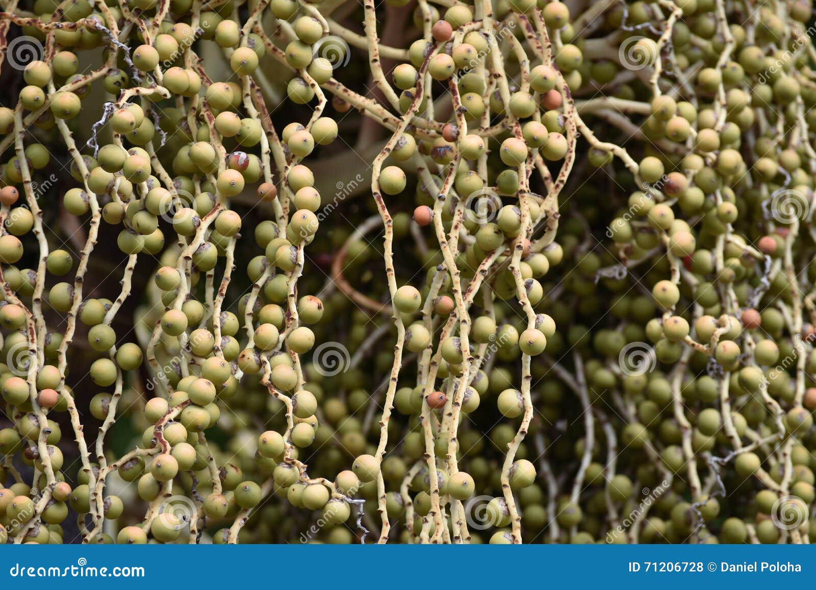 Palm tree fruit stock photo. Image of heavy, plant, tree - 71206728 