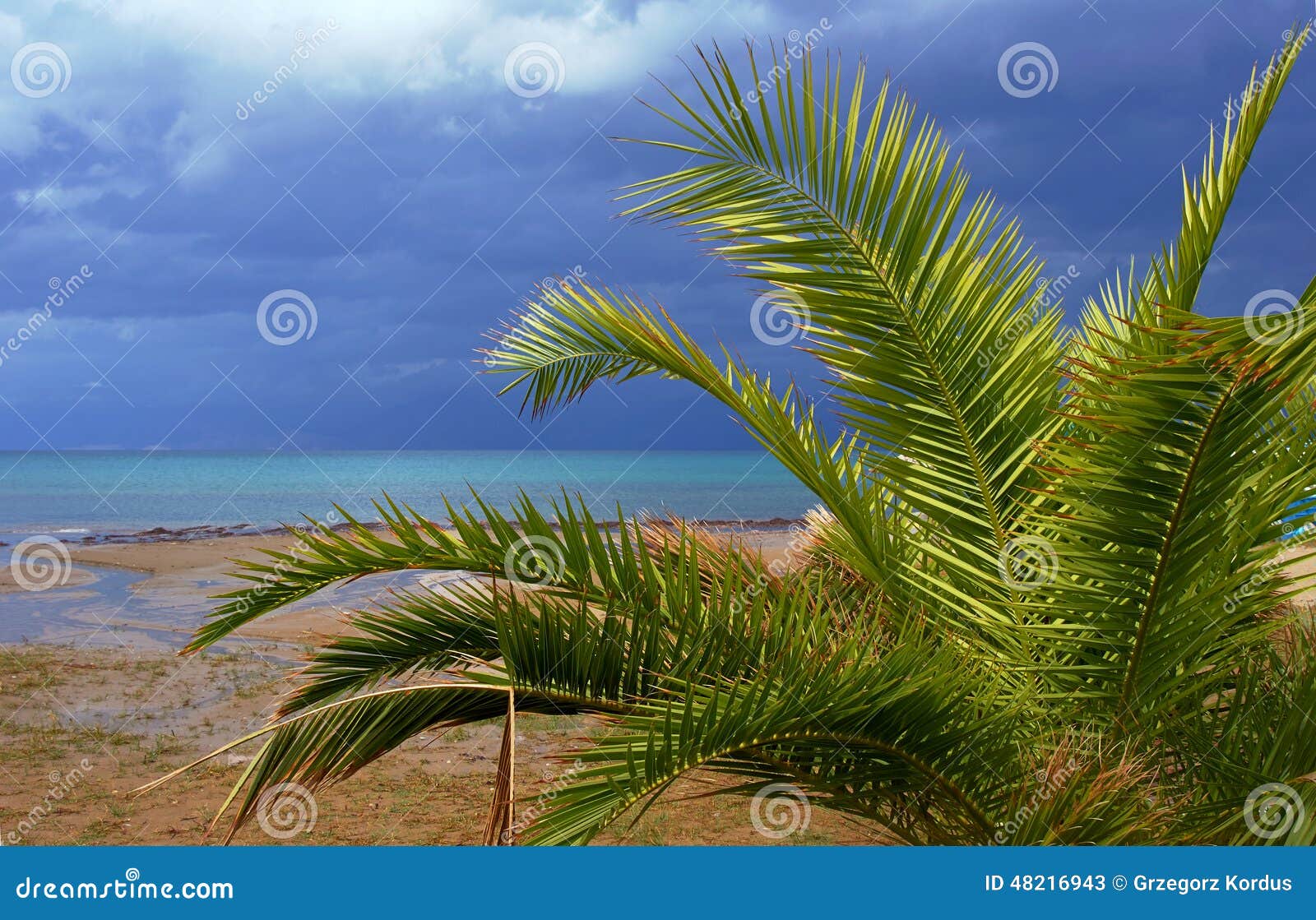 Palm Tree Growing on the Sea Shore Stock Image Image of coast, nature