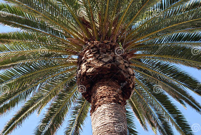 Palm Tree in Hermosa Beach stock image. Image of close 1710913