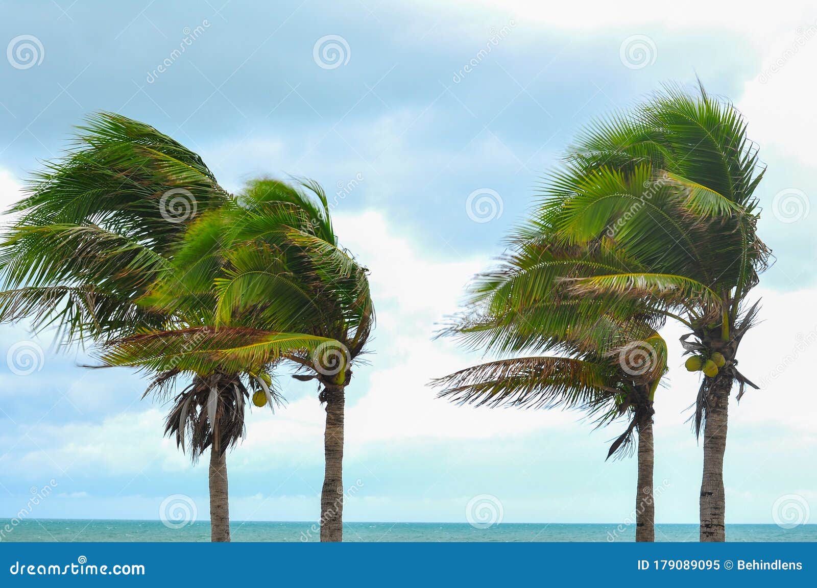 palm tree at hurricane windstorm. strong wind make palm leaf heavy blow follow wind direction