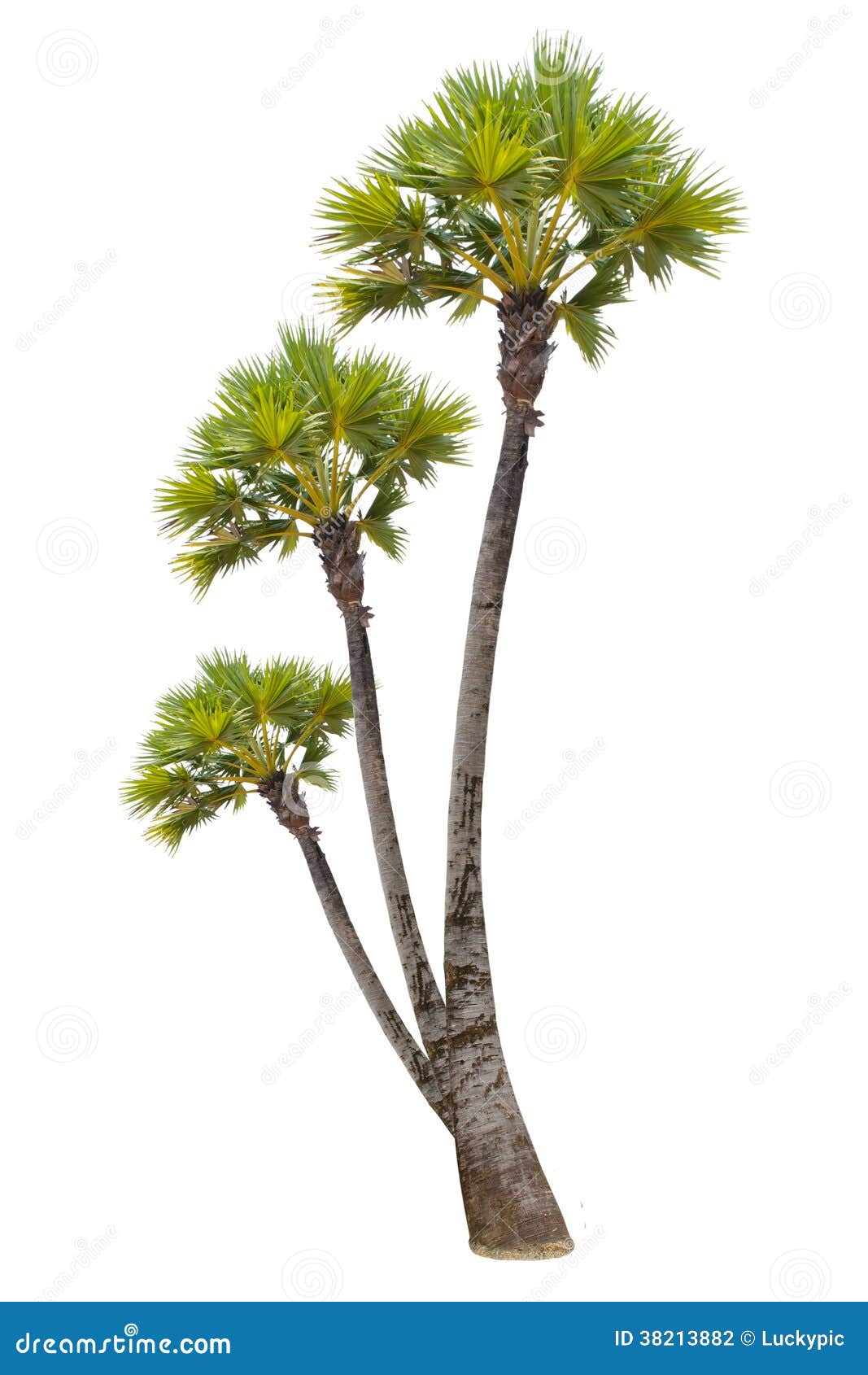 Palm Tree on Isolate White Background Stock Photo - Image of growth ...