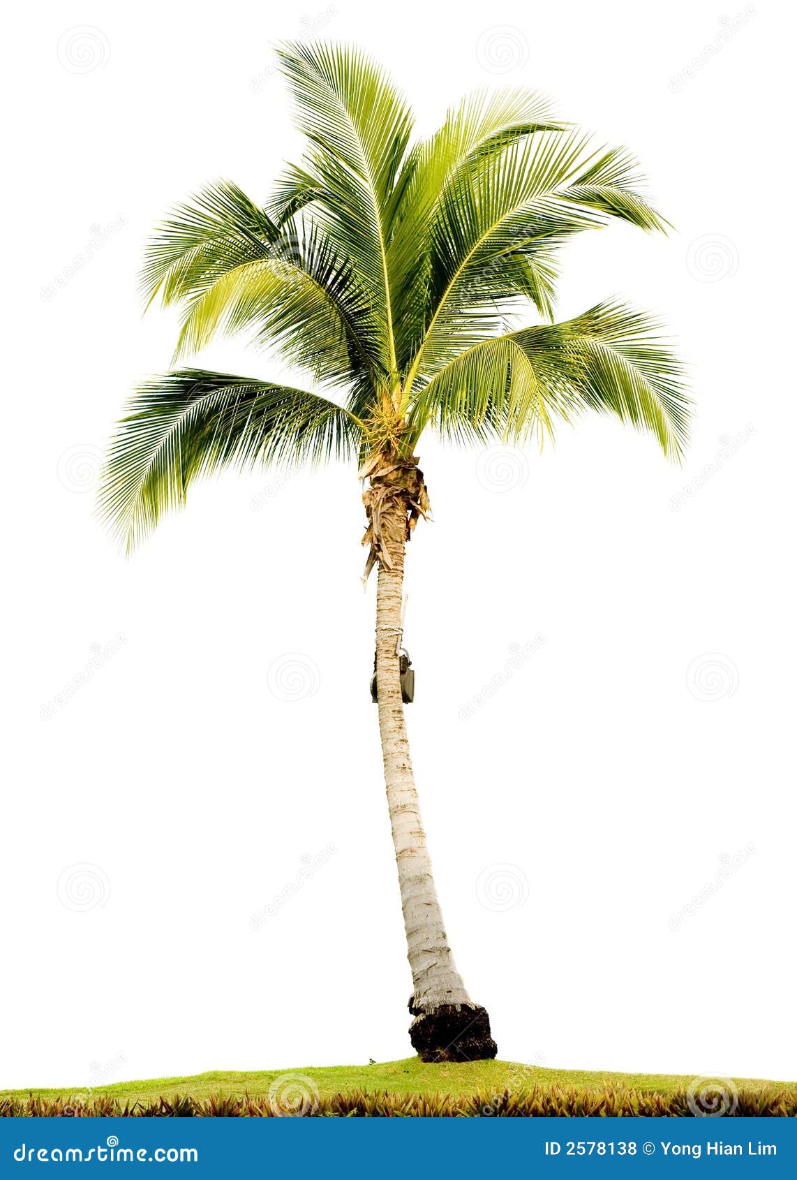 Palm tree isolated stock photo Image of tropical 