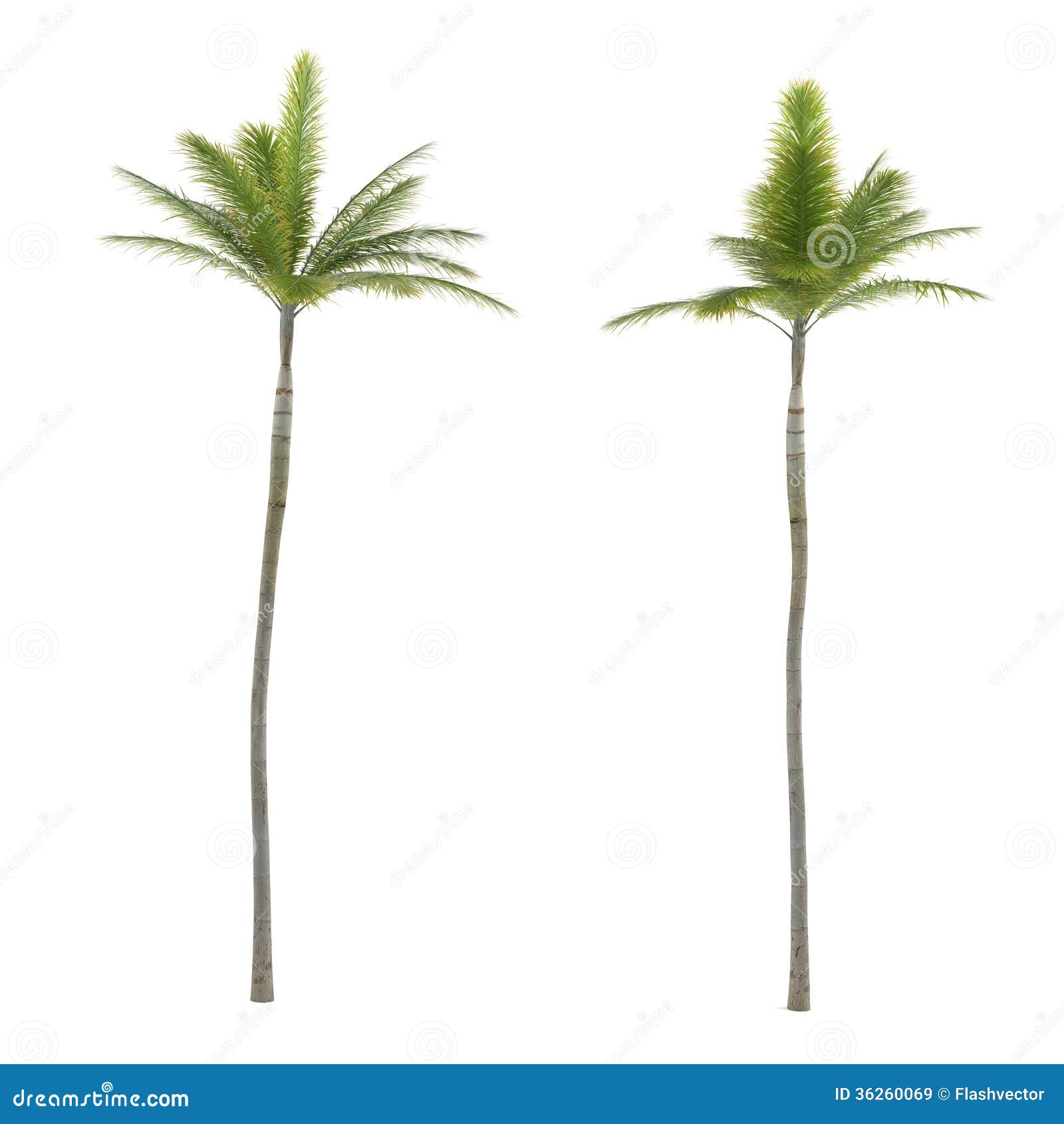 palm tree . archontophoenix