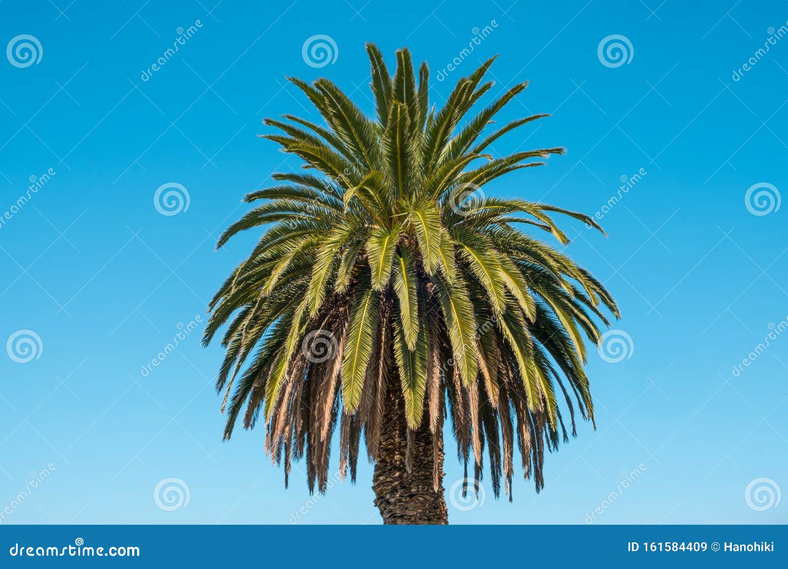 palm tree  on blue sky background - palmera canariensis