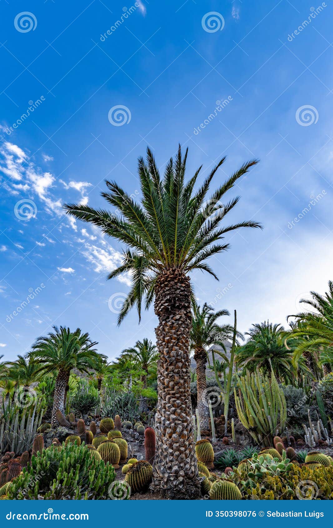 palm tree  on a bright blue sky with clouds background - palmera canariensis - canary