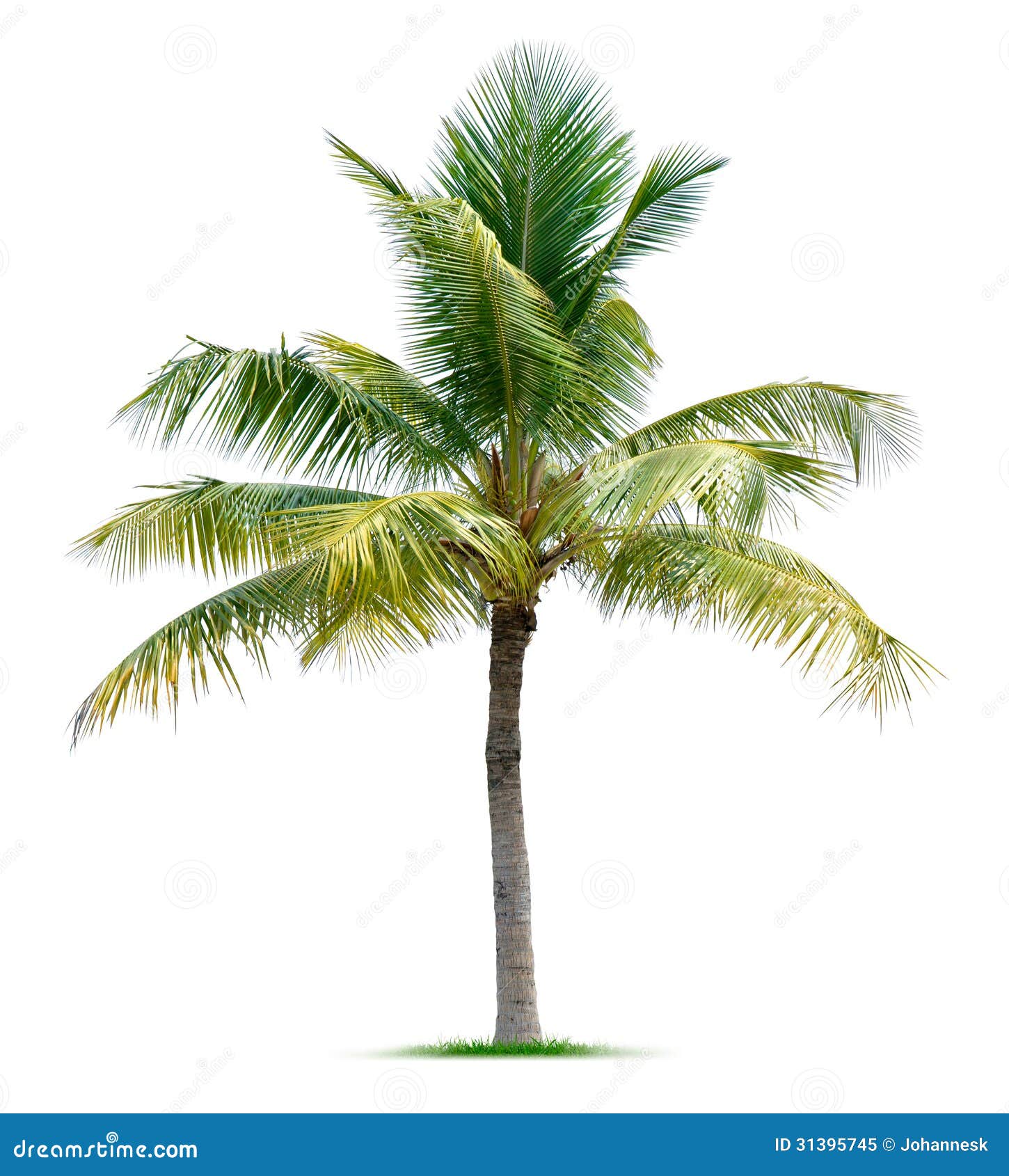 Palm Tree Royalty Free Stock Photo  Image: 31395745