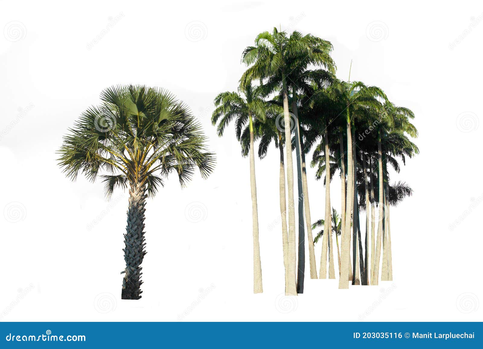 palm tree  on white background, with clipping path.