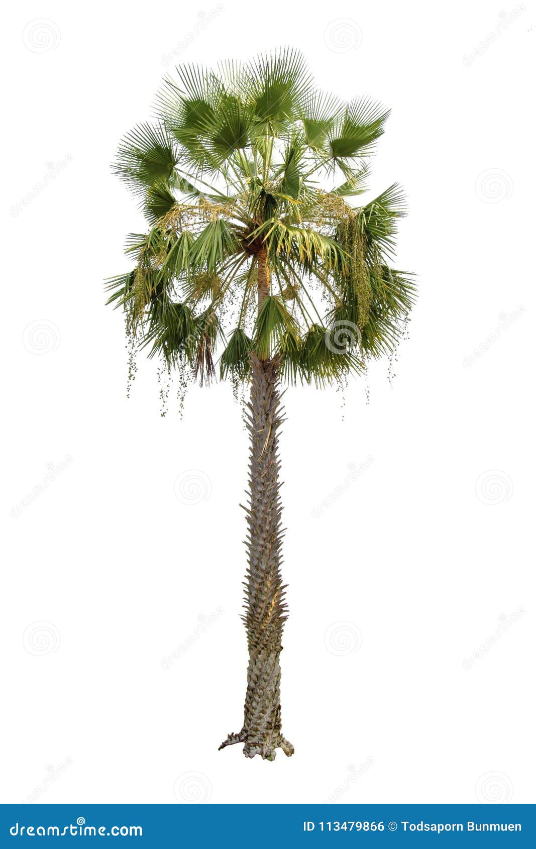 Palm Tree Isolated on White Background with Clipping Path Stock Photo ...