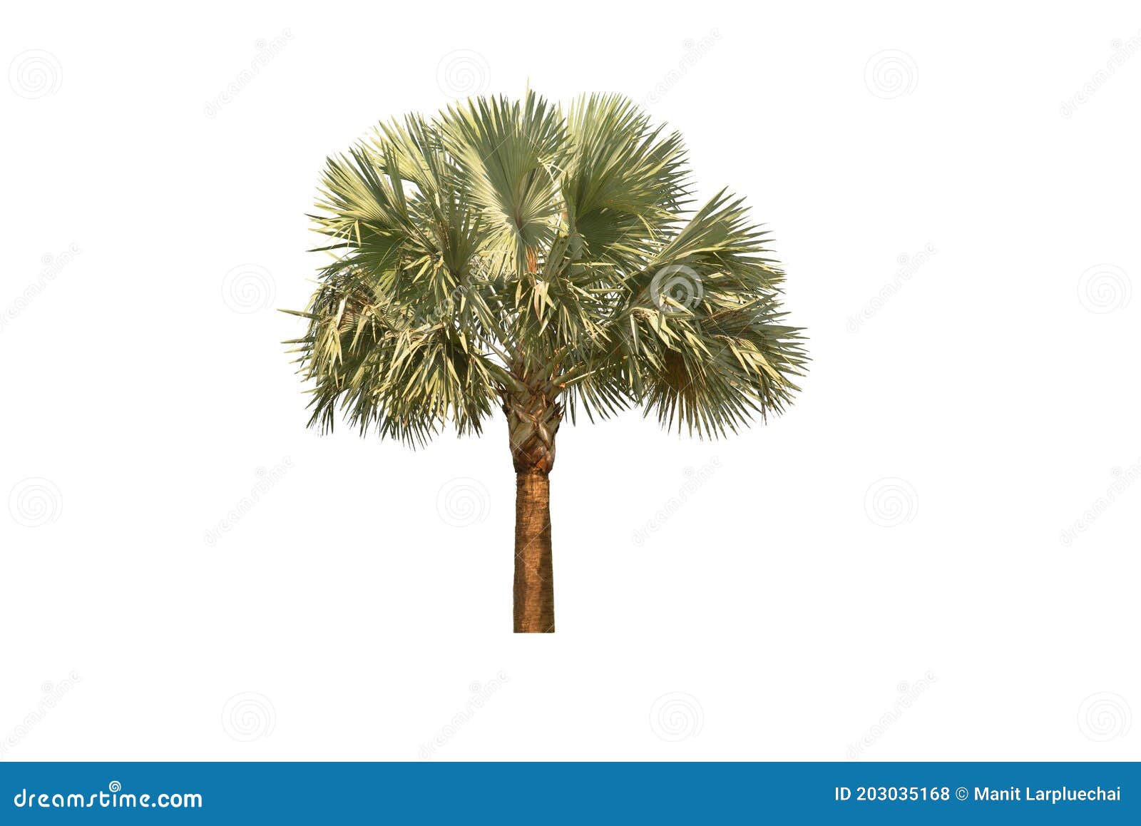 palm tree  on white background with clipping paths.