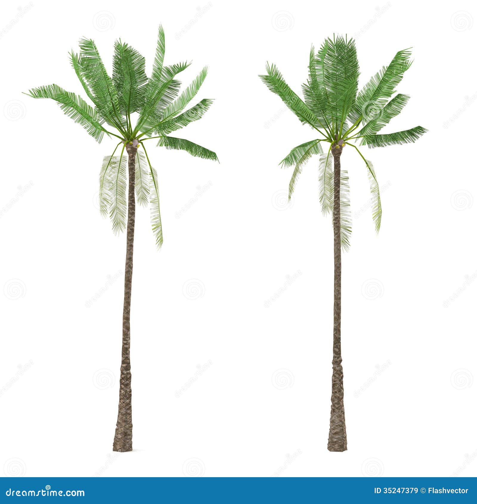 Palm tree isolated. Cocos nucifera. See my other works in portfolio.