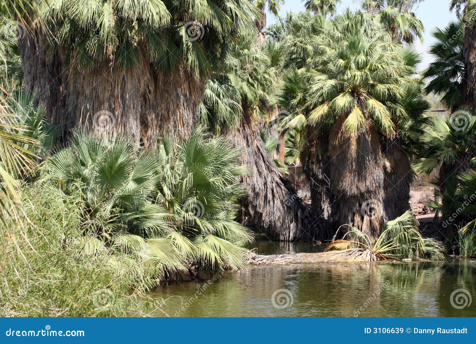 Palm Tree Jungle Oasis Stock Image 3106639