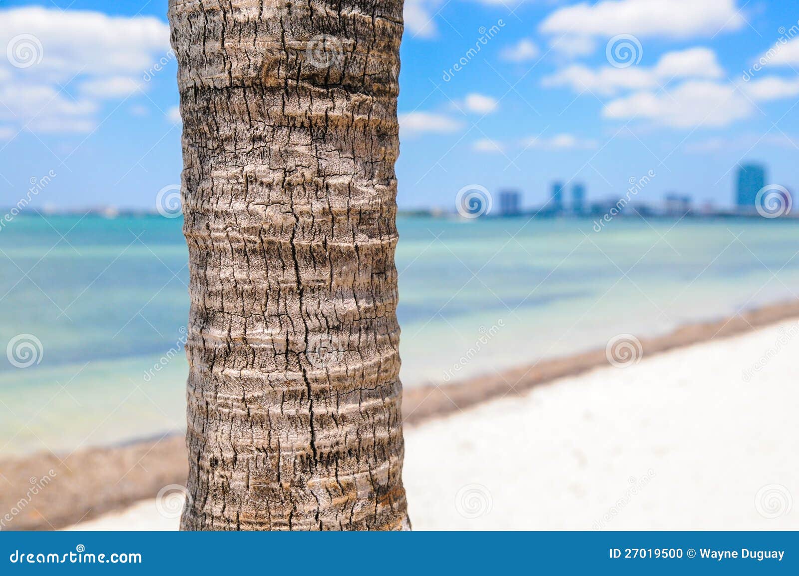 Palm Tree in Key Biscayne stock photo. Image of palm 27019500