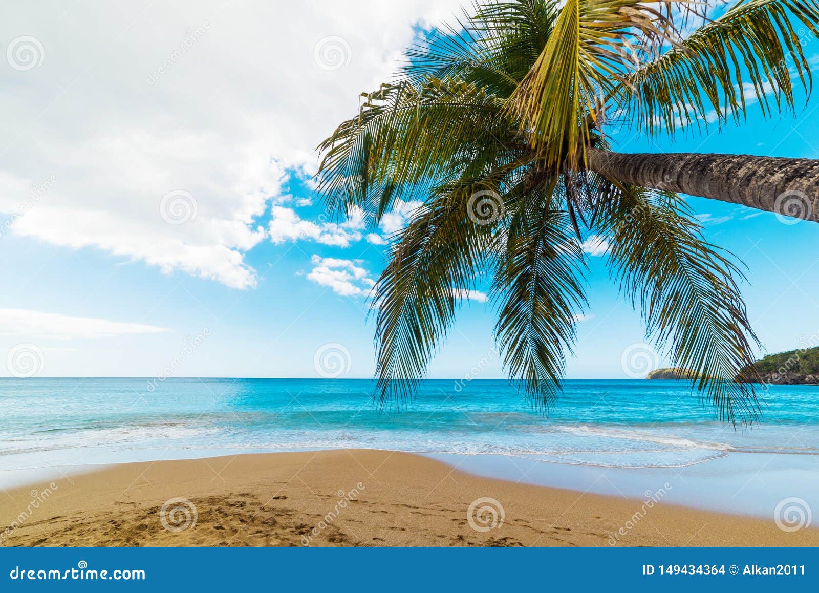 Palm Tree in La Perle Beach in Guadeloupe Stock Photo - Image of ...