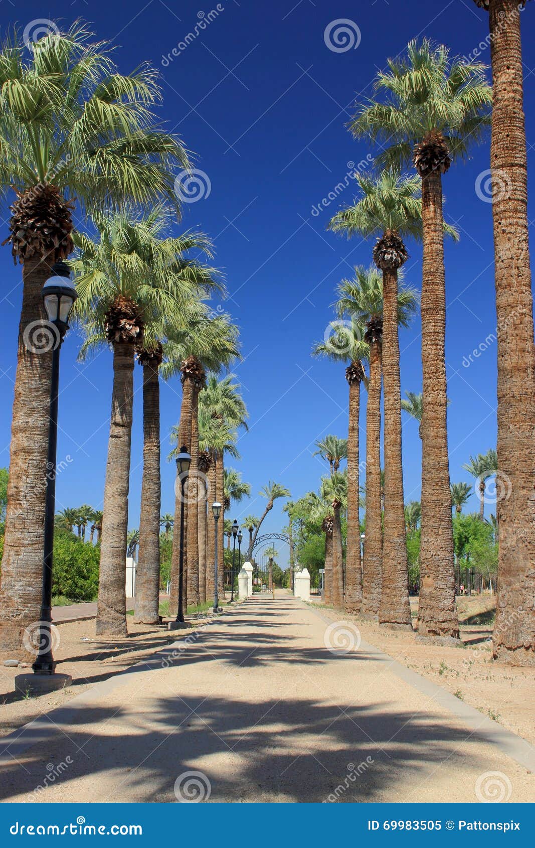 palm tree lane