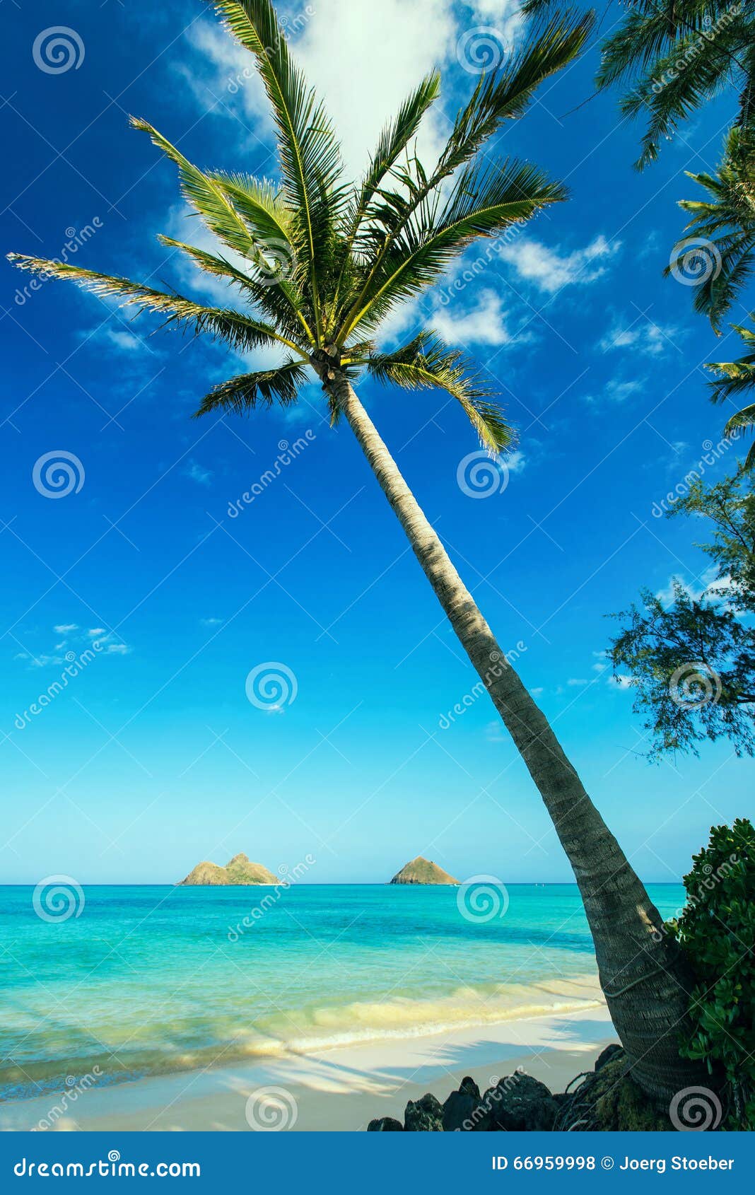 Palm Tree at Lanikai Beach, O Ahu, Hawai I Stock Photo Image of