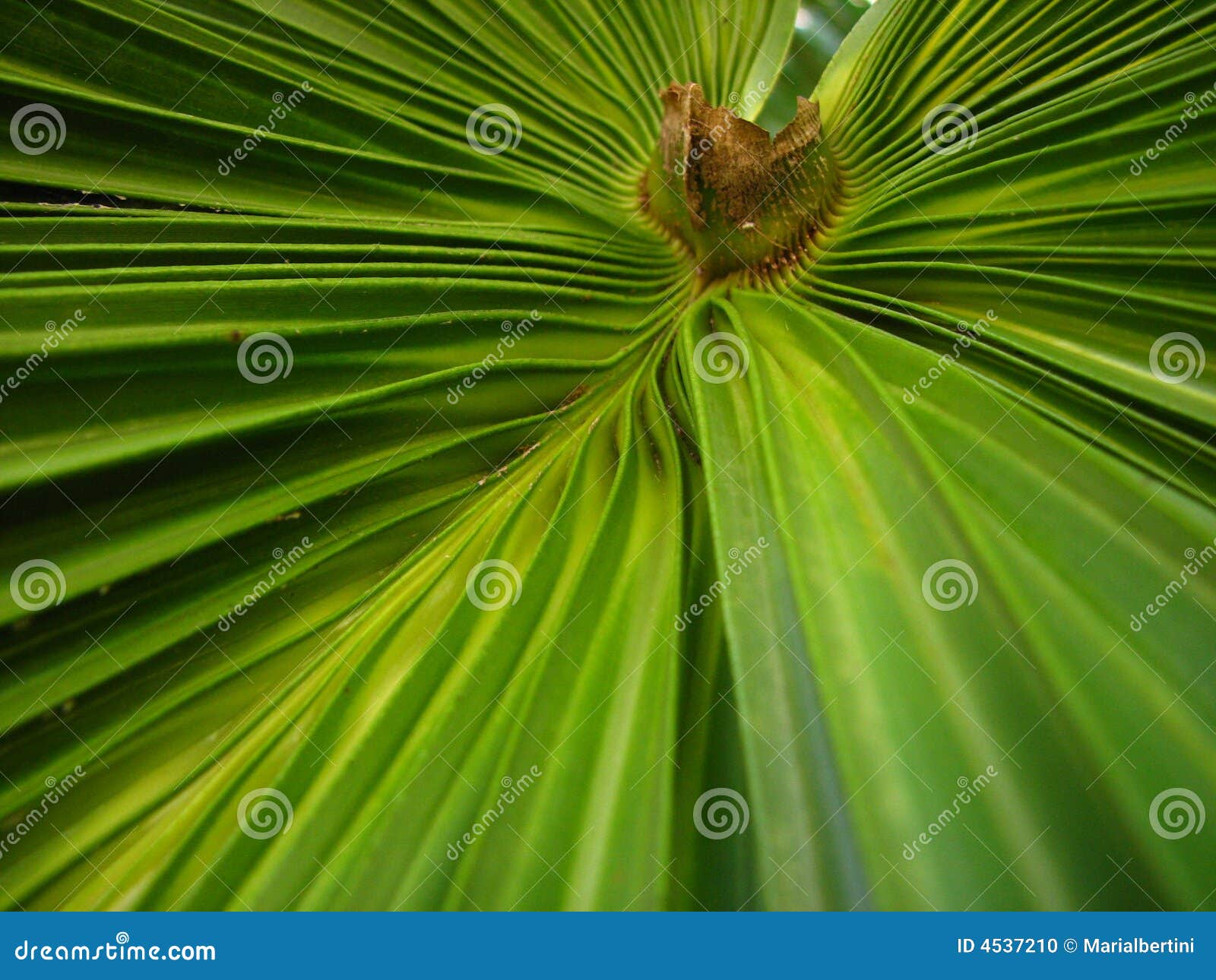 Palm tree leaf stock photo. Image of green, wrinkles, close 4537210