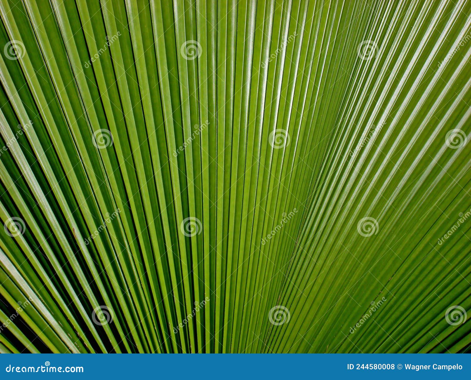 Palm Tree Leaf Texture Background, Rio Stock Photo - Image of brazil