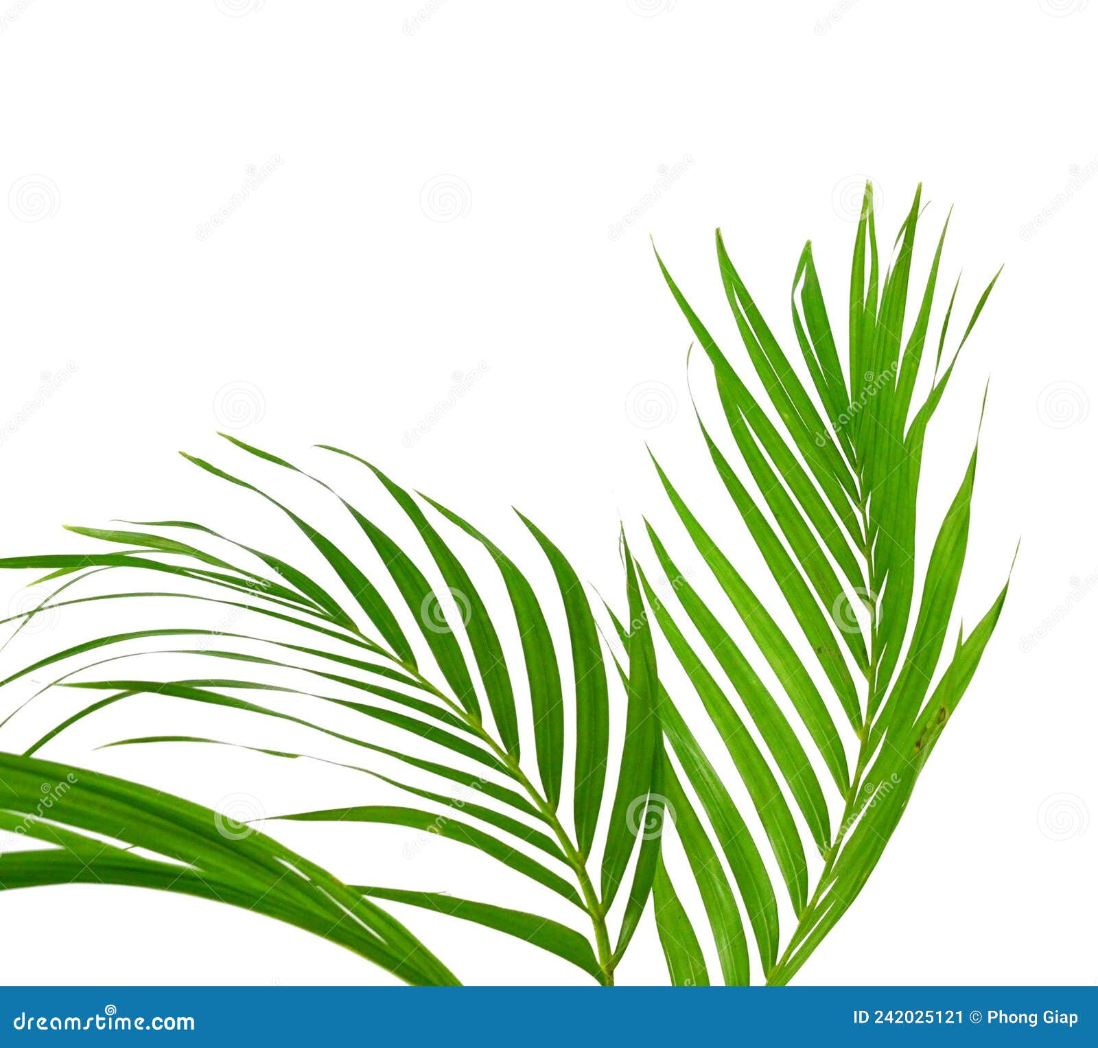 Palm Tree Leaves stock image. Image of plants, background 242025121