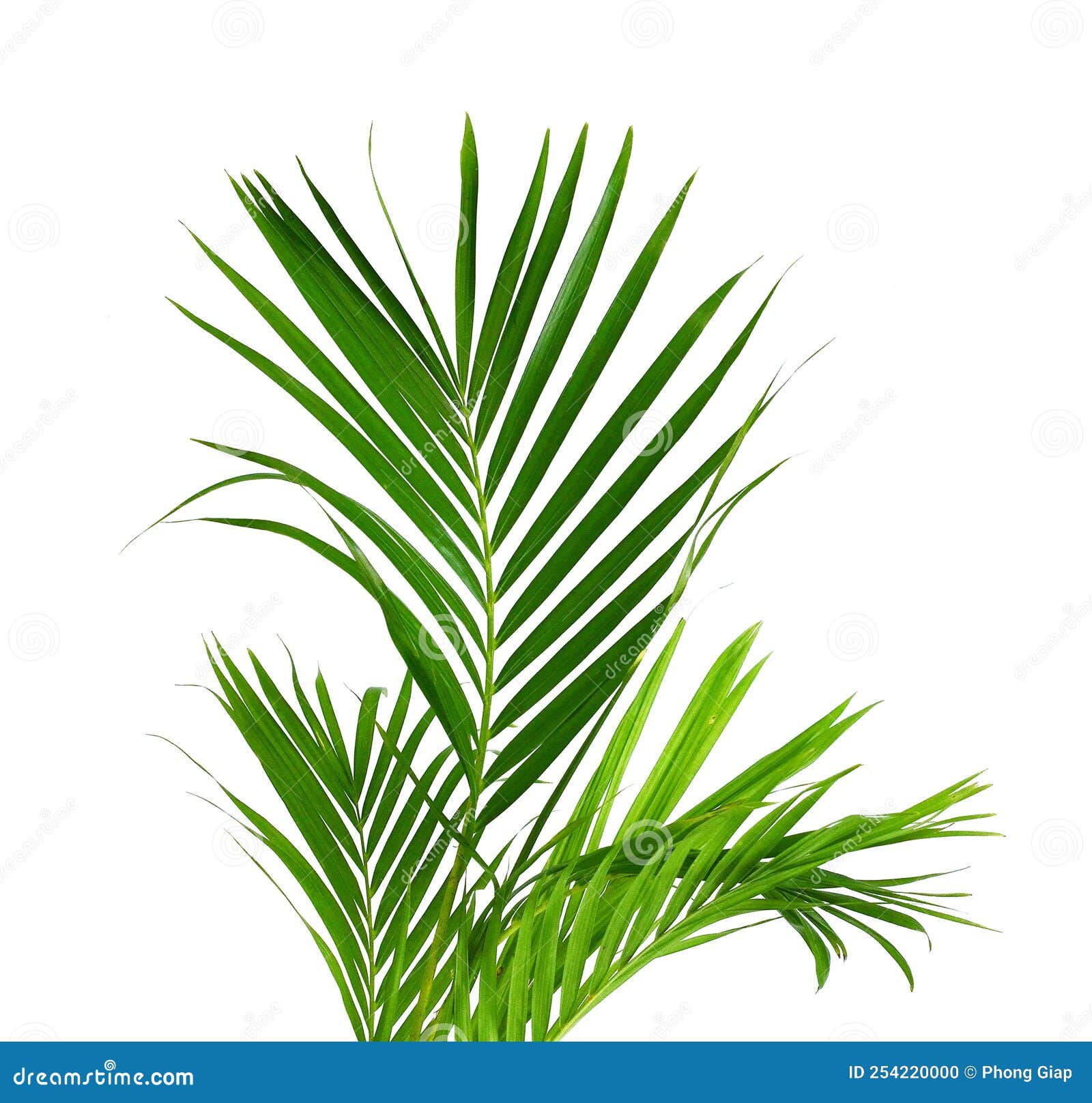 Palm Tree Leaves Stock Photo Image Of Background White 254220000 palm-tree-leaves-stock-photo-image-of-background-white-254220000
