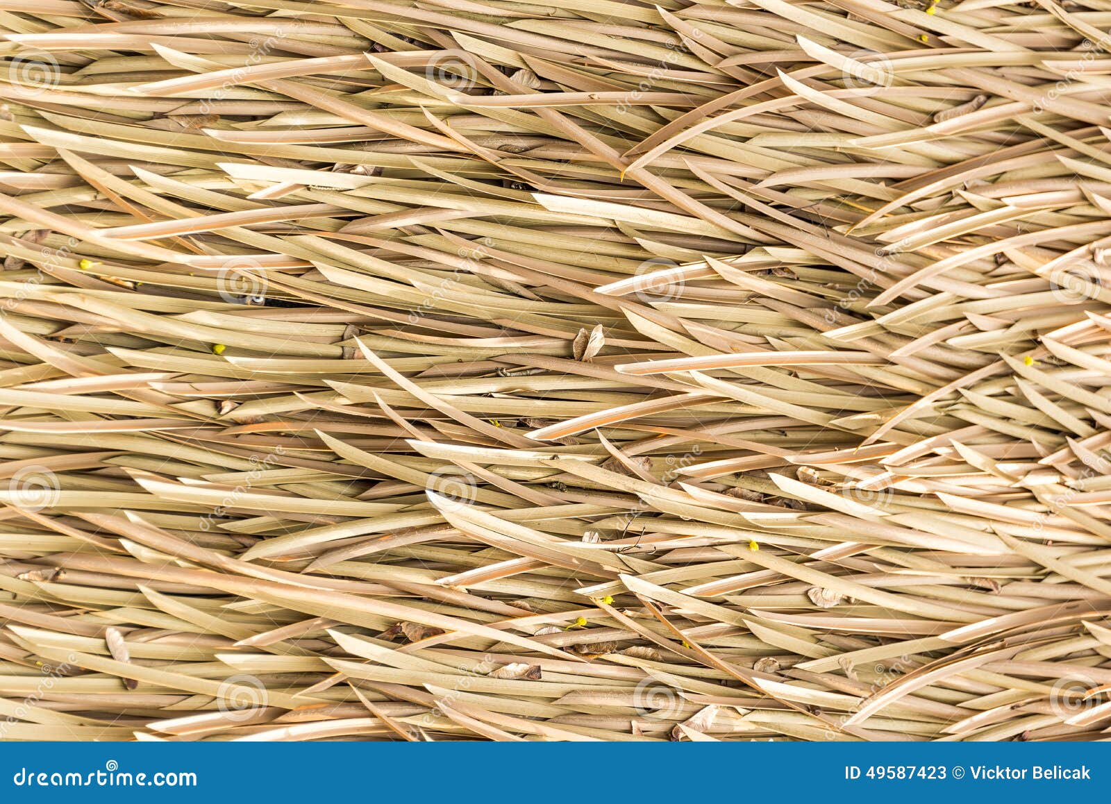 Palm tree leaves roof stock image. Image of nature, decoration 49587423