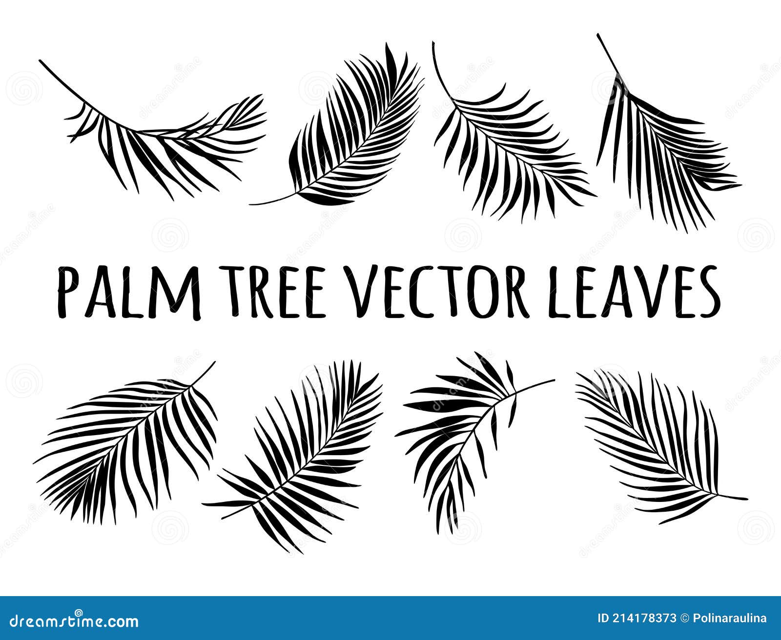 palm tree leaves  silhouette