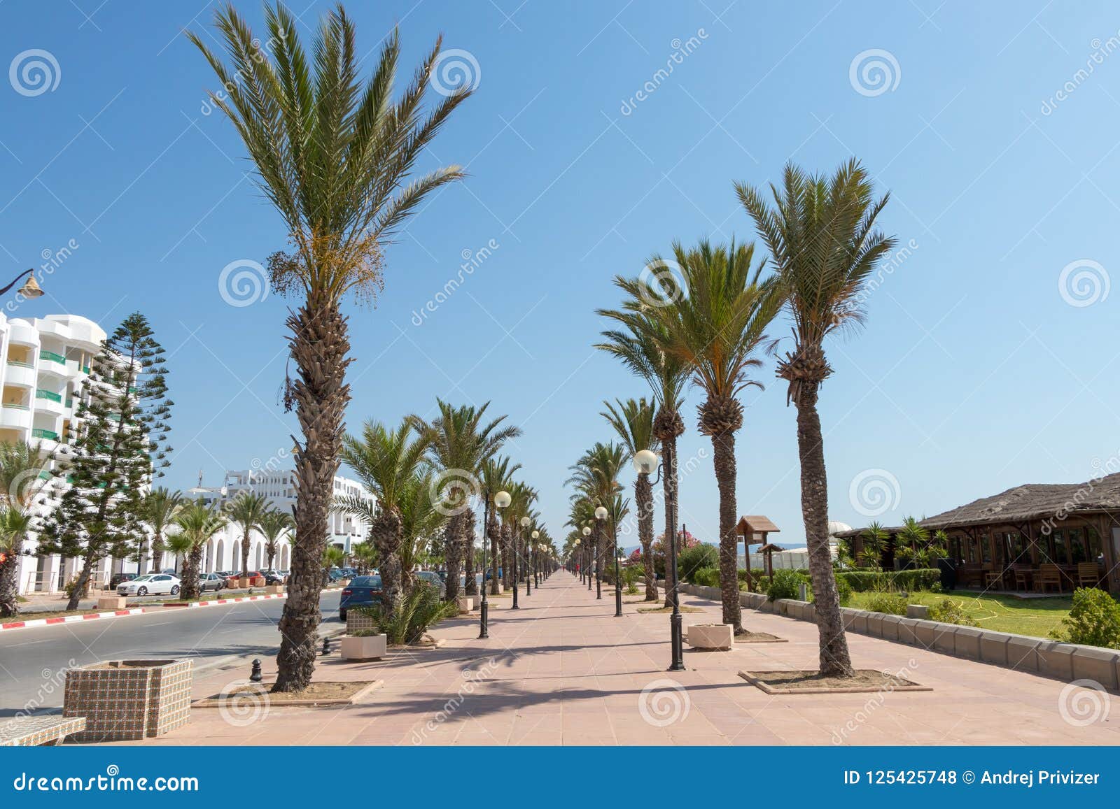palm-tree lined promenade with lampposts yasmine hammamet, tunisia