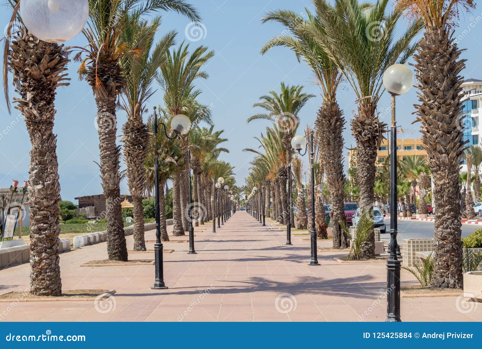 palm-tree lined promenade yasmine hammamet, tunisia, africa