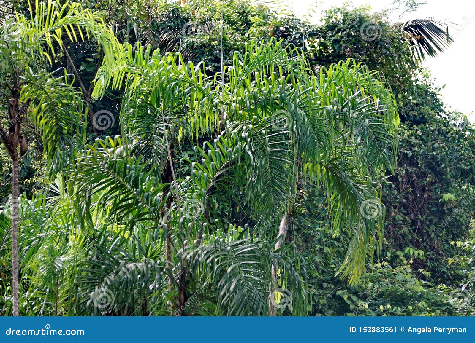 Vegetation in the Amazon Basin Stock Image - Image of south, jungle