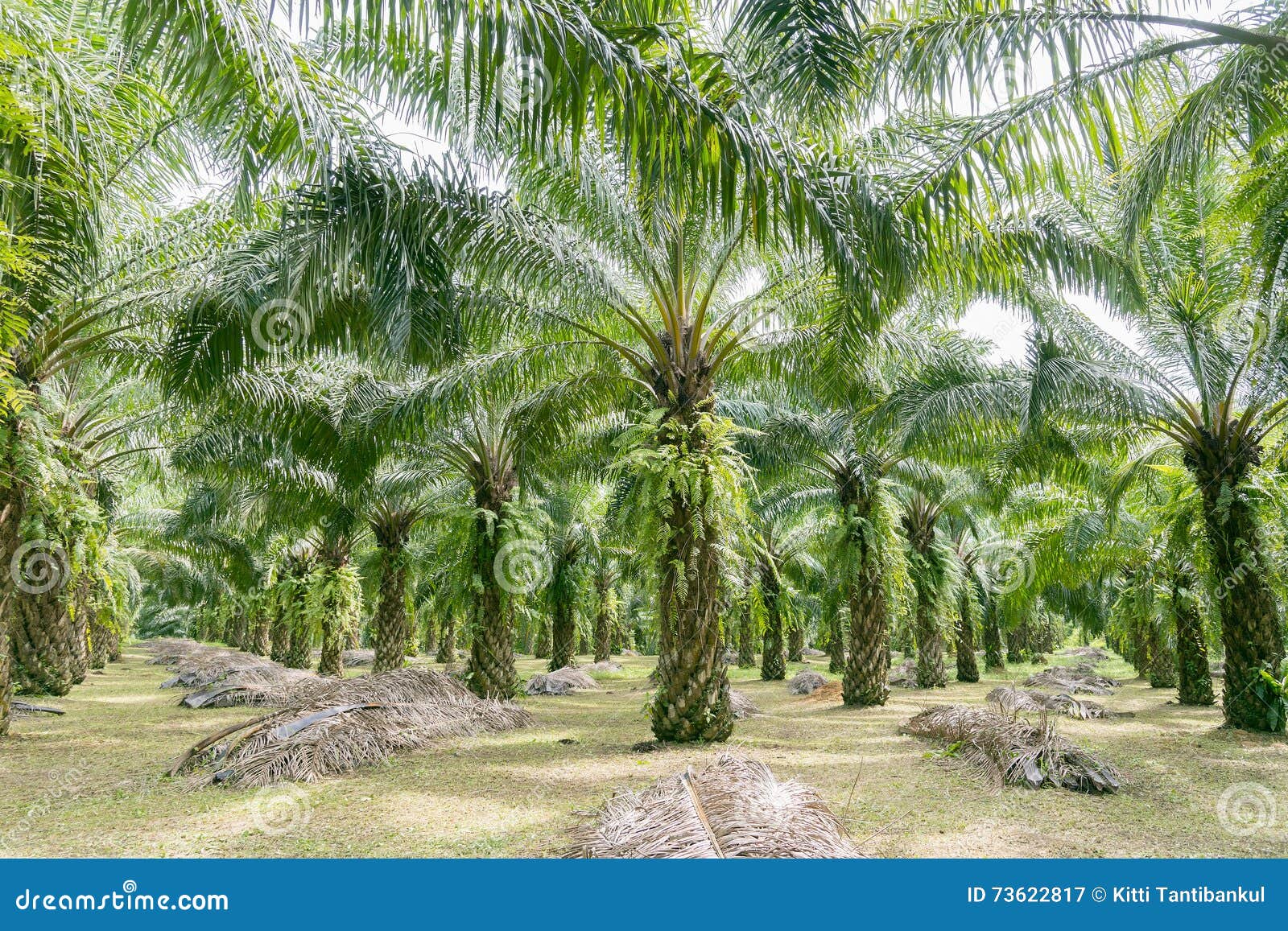 Matured Oil Palm Tree With Healthy Fronds And Trunk In The Open Field