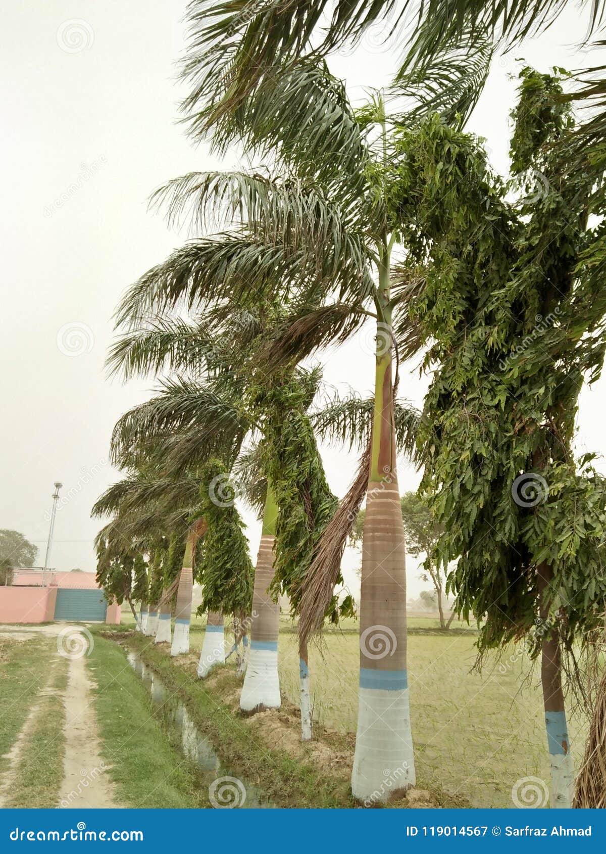 the solitaire palm or ptychosperma elgans