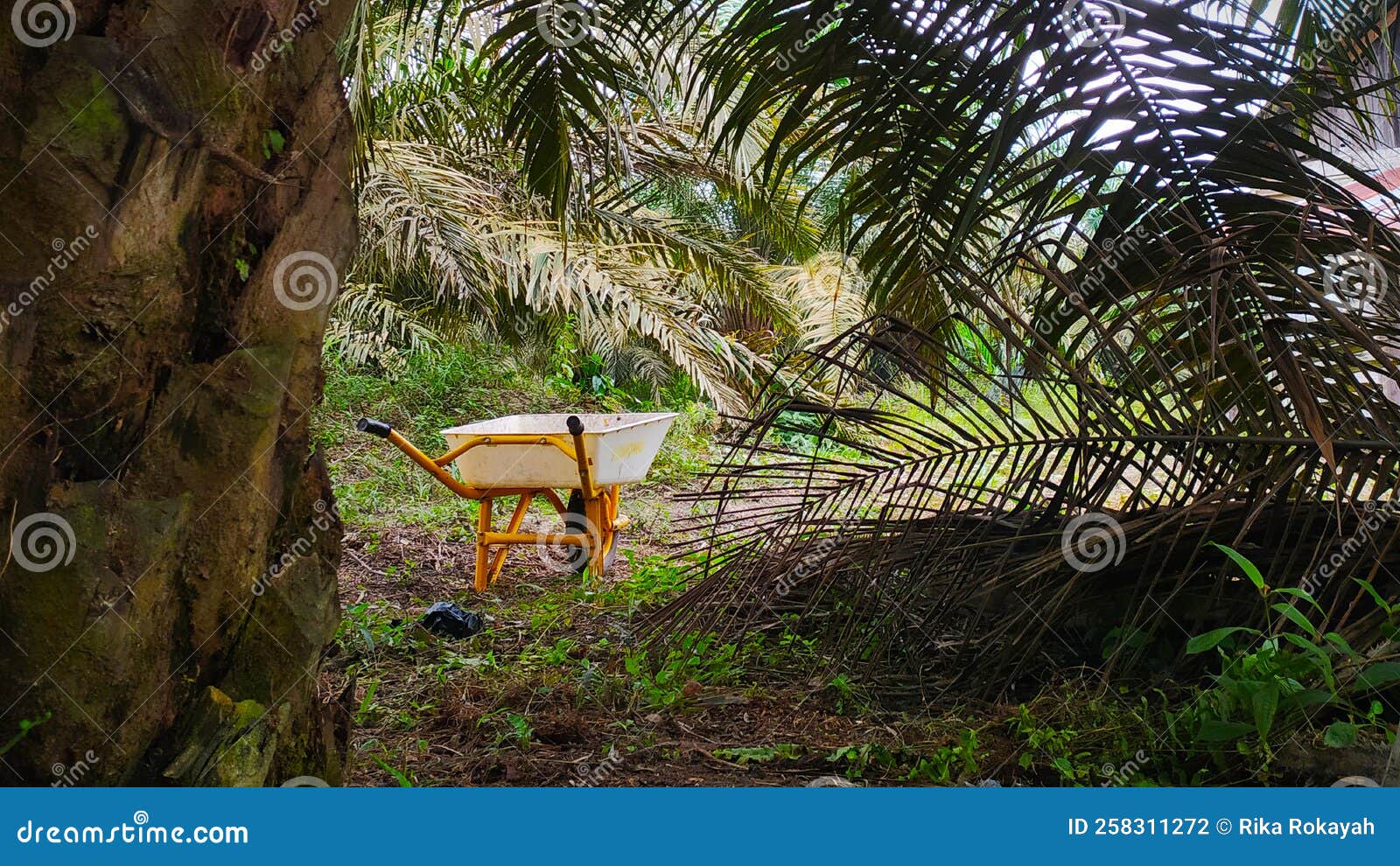 Palm tree, this is my job stock photo. Image of forest 258311272