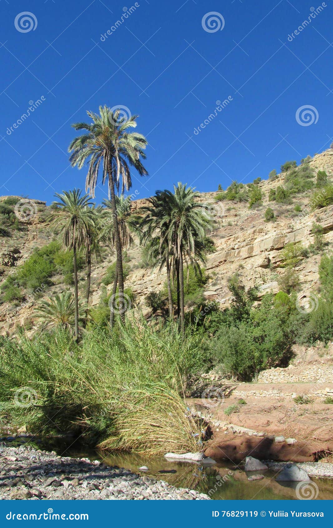 Palm tree near the river stock image. Image of amazon - 76829119